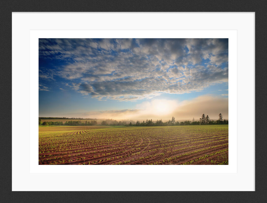 Iron Soil, Golden Sky