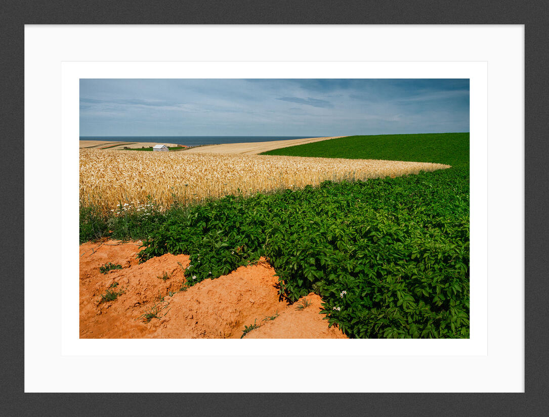 Roots in Red Soil